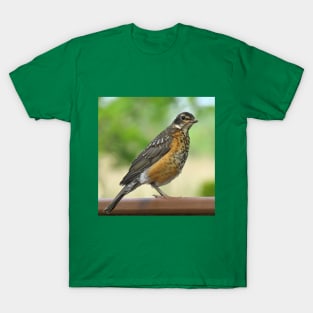 American Robin-4 T-Shirt